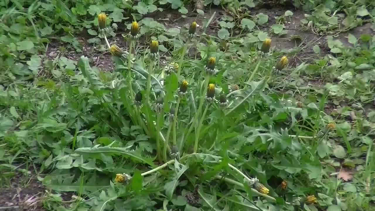 蒲公英 鲜花 黄色 厂 开花 指出花 性质 草地 盛开