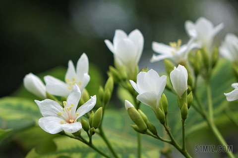 六月花素材 六月花图片 六月花素材图片下载 觅知网