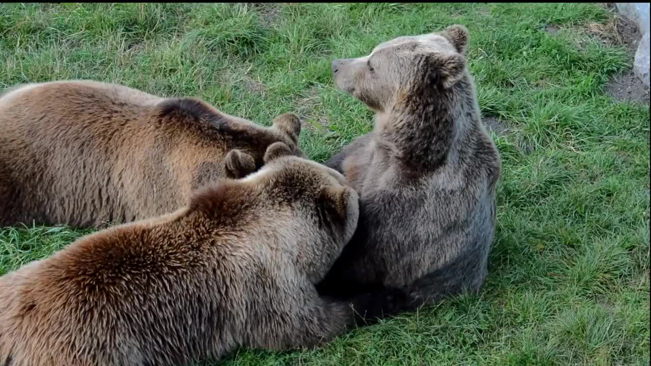 歐洲棕熊 哺乳 幼畜 壩 野生動物 熊 危險 動物世界 毛皮